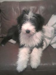 Tilly 4 months old